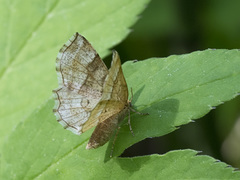 Cepphis advenaria