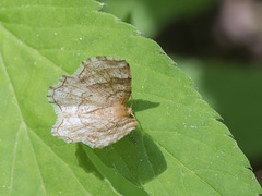 Cepphis advenaria