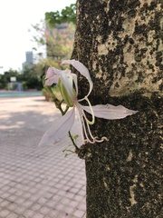 Bauhinia