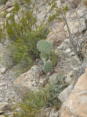 Opuntia discata