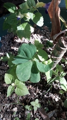 Oxalis