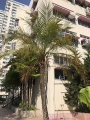 Arecaceae