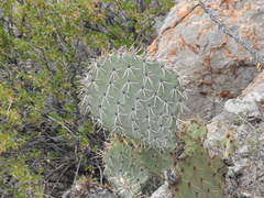 Opuntia discata