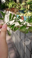 Magnoliopsida