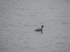 Podiceps nigricollis