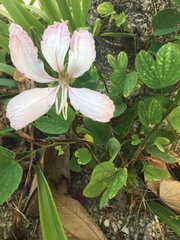 Bauhinia