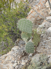 Opuntia discata