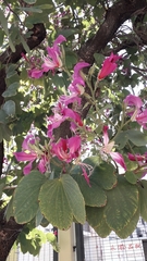 Bauhinia