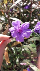 Ruellia simplex