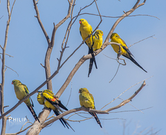 Polytelis anthopeplus monarchoides