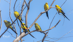 Polytelis anthopeplus monarchoides