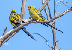 Polytelis anthopeplus monarchoides