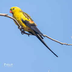 Polytelis anthopeplus monarchoides