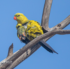 Polytelis anthopeplus monarchoides