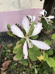Bauhinia purpurea