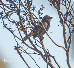 Pachycephala inornata