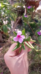 Catharanthus roseus