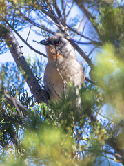 Pachycephala inornata
