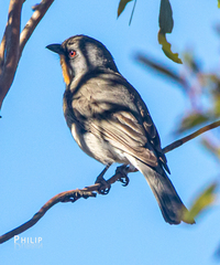 Pachycephala inornata