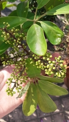 Magnoliopsida