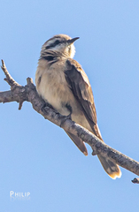 Chrysococcyx osculans