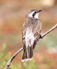 Chrysococcyx osculans