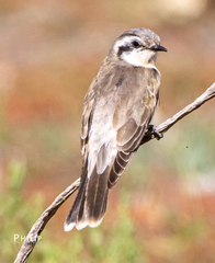 Chrysococcyx osculans