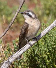 Chrysococcyx osculans