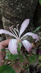Bauhinia purpurea