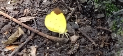Eurema sari