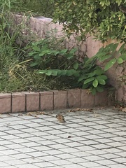 Passer montanus