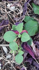 Magnoliopsida
