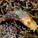 Gymnodoris okinawae - Photo (c) Nathalie Rodrigues，保留部份權利CC BY-SA