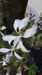 Bauhinia