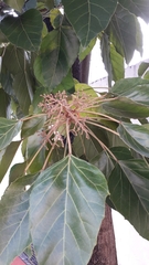 Magnoliopsida