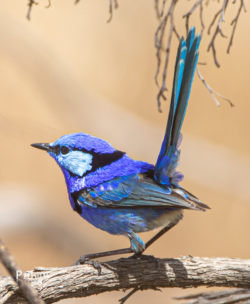 Typical Fairywrens