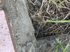 Formicidae