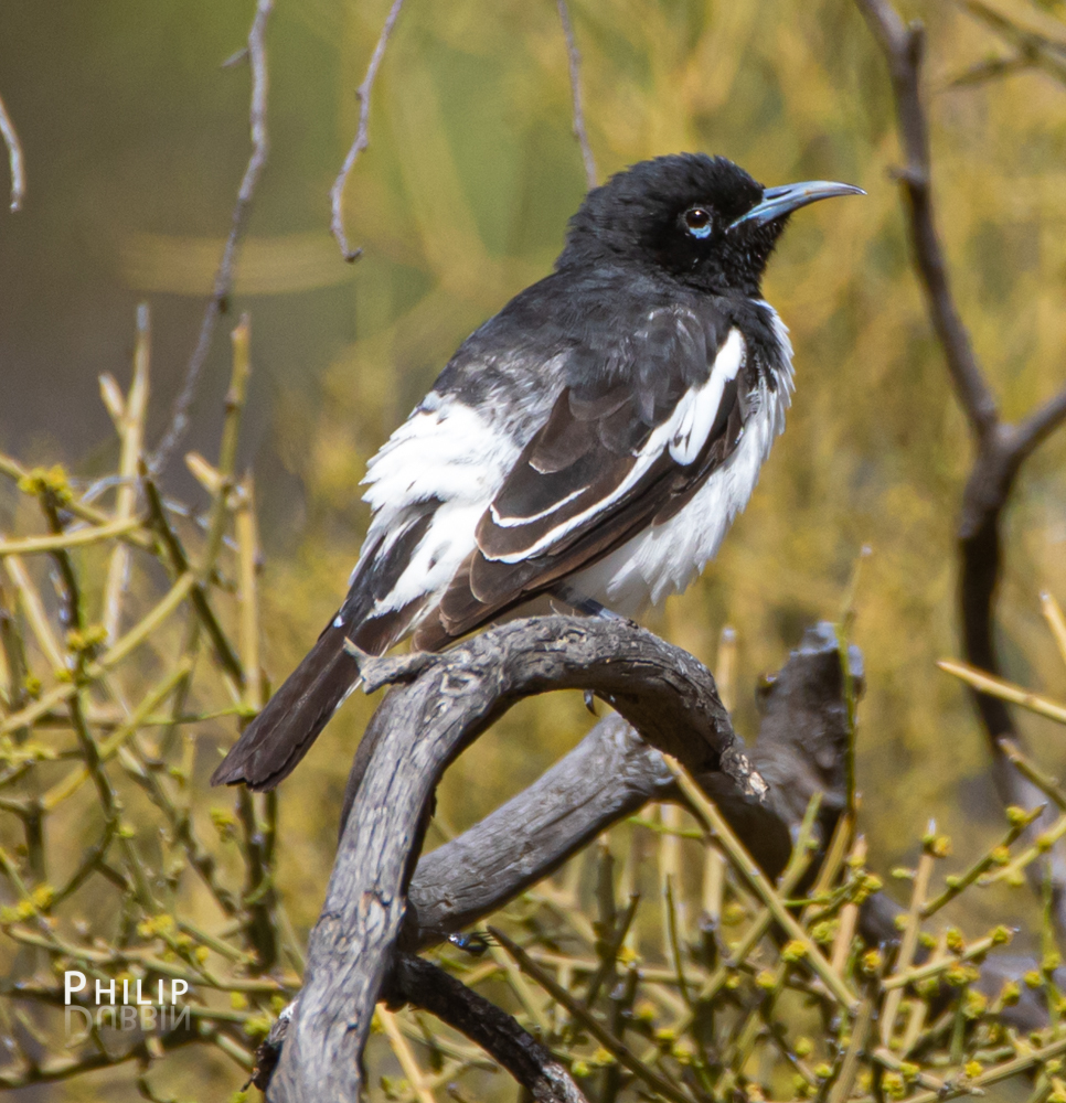 Pied Honeyeater photo