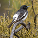 Pied Honeyeater - Photo (c) pdubbin, some rights reserved (CC BY-NC)