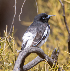 Certhionyx variegatus