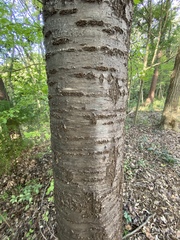 Prunus jamasakura