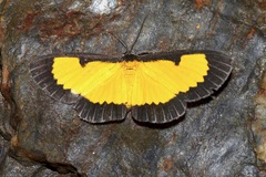 Xanthyris flaveolata