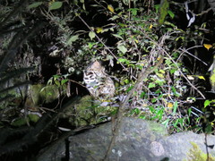 Prionailurus bengalensis