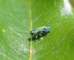 Nascioides carissima