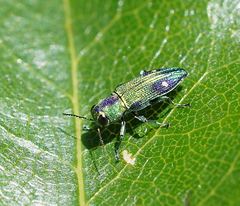 Nascioides carissima