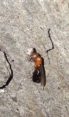 Camponotus