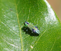 Nascioides carissima