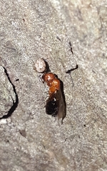 Camponotus