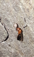 Camponotus
