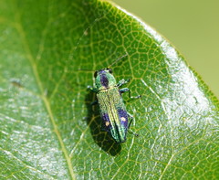 Nascioides carissima